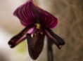 /album/l%27orchidee%3a-fleurs-des-songes-aux-contours-r%c3%aaveurs/lorchidee-violine-mars-2013-007-jpg/